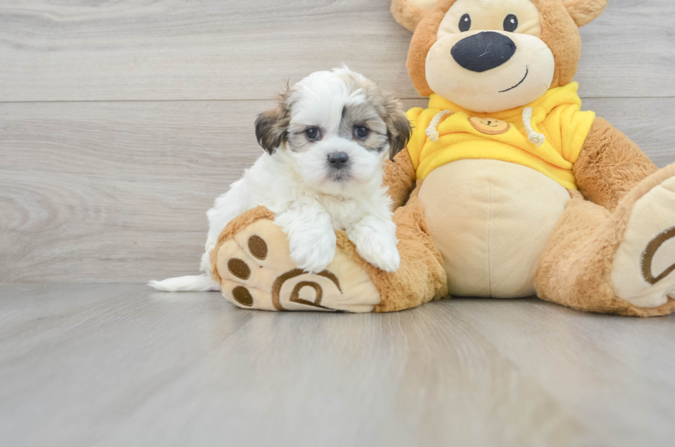 6 week old Teddy Bear Puppy For Sale - Lone Star Pups