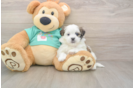 Teddy Bear Puppy for Adoption