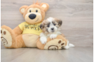 Best Teddy Bear Baby