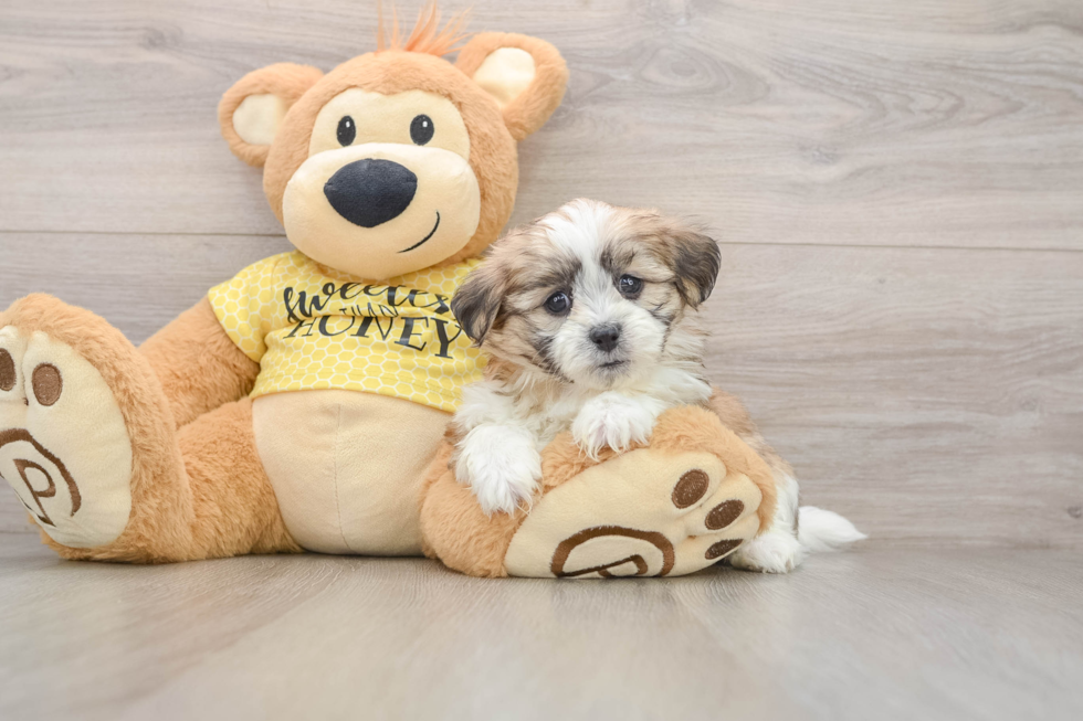 Best Teddy Bear Baby