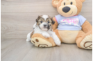 Teddy Bear Pup Being Cute