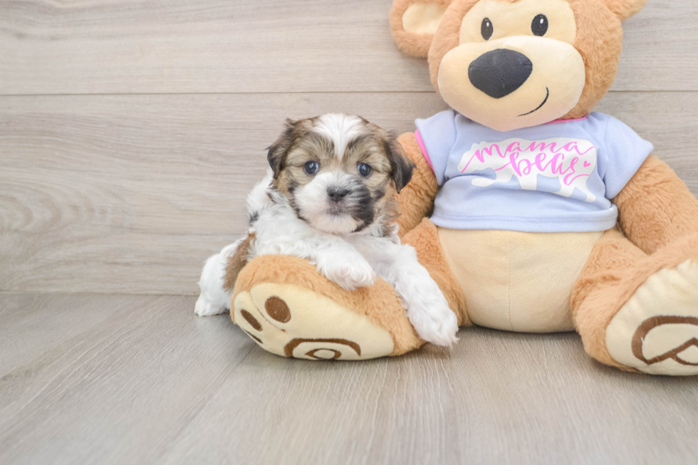 Teddy Bear Pup Being Cute