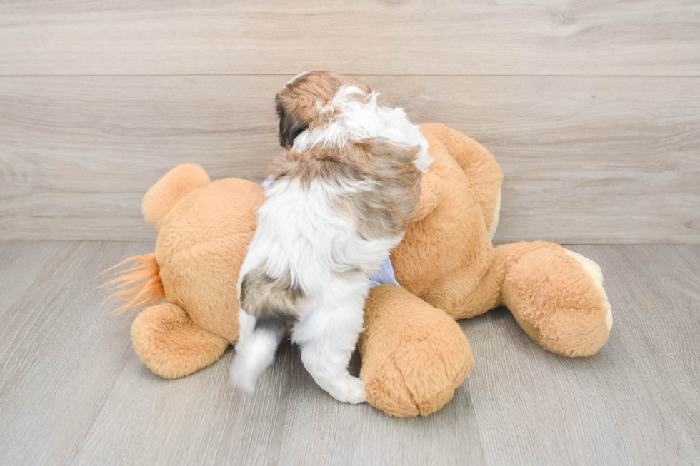 Best Teddy Bear Baby