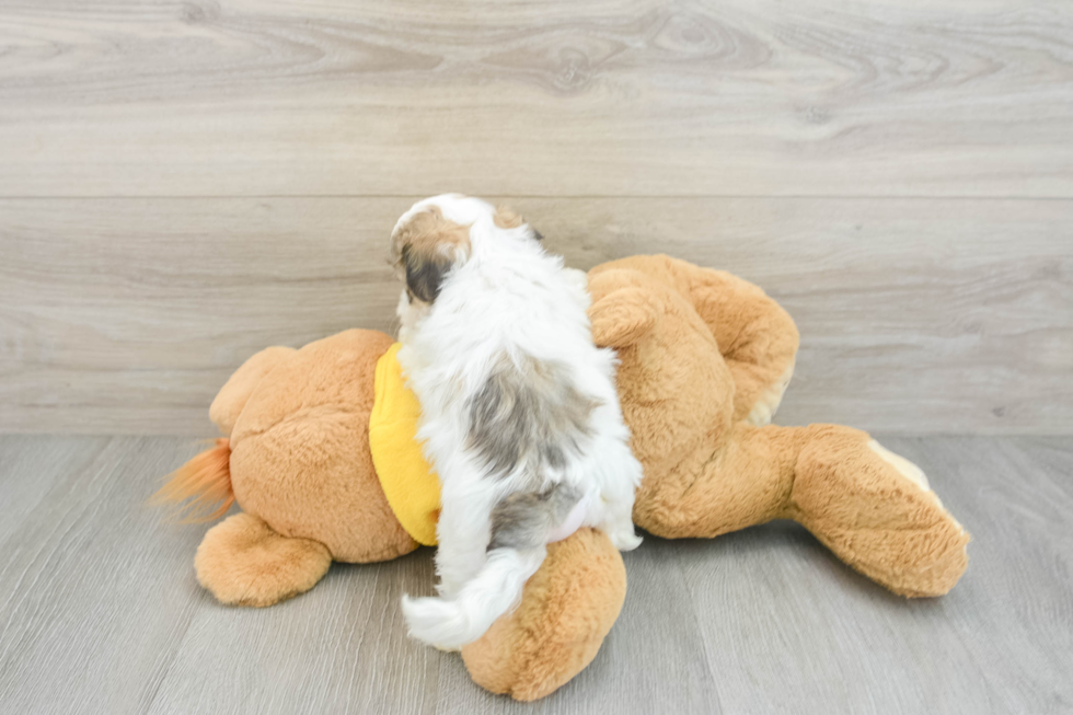 Popular Teddy Bear Designer Pup