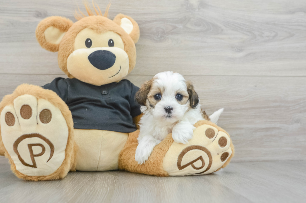 5 week old Teddy Bear Puppy For Sale - Lone Star Pups