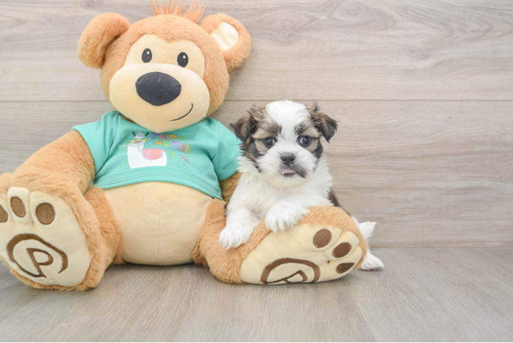 Teddy Bear Puppy for Adoption
