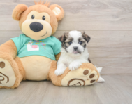 6 week old Teddy Bear Puppy For Sale - Lone Star Pups