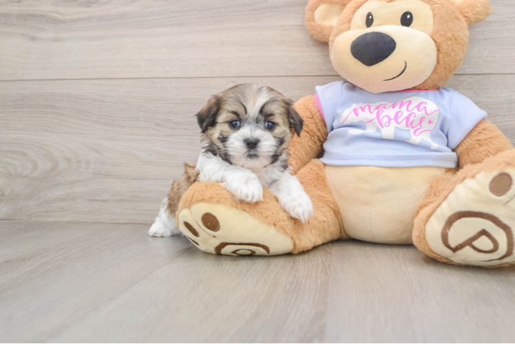 Teddy Bear Pup Being Cute