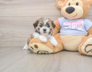 7 week old Teddy Bear Puppy For Sale - Lone Star Pups