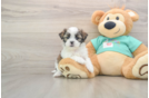 Popular Teddy Bear Designer Pup
