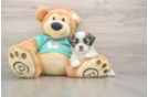 Funny Teddy Bear Designer Pup