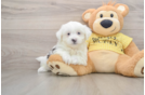 Fluffy Teddy Bear Designer Pup