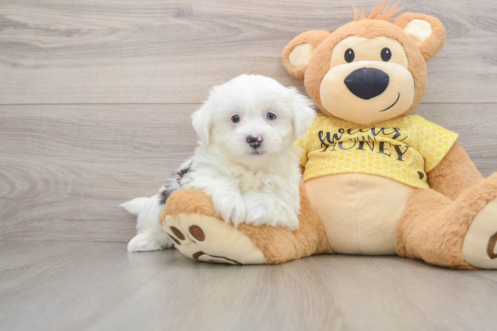 Fluffy Teddy Bear Designer Pup