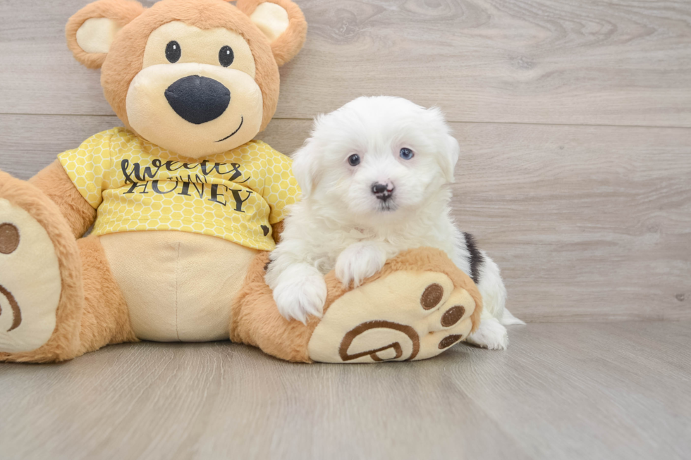 Petite Teddy Bear Designer Pup