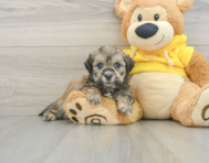 8 week old Teddy Bear Puppy For Sale - Lone Star Pups