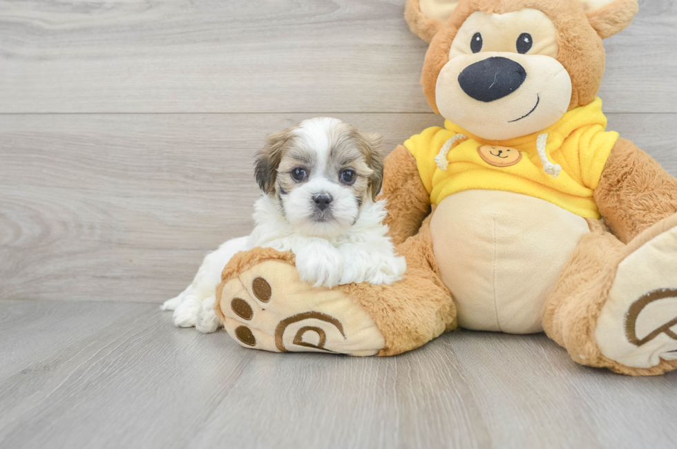 6 week old Teddy Bear Puppy For Sale - Lone Star Pups