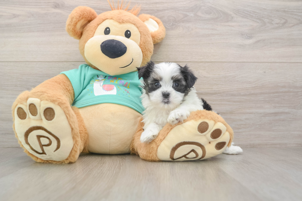 Friendly Teddy Bear Baby