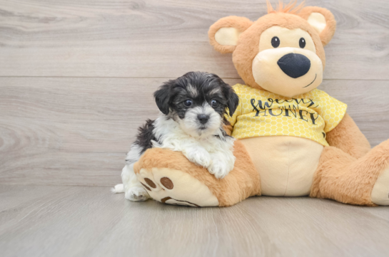 Teddy Bear Puppy for Adoption