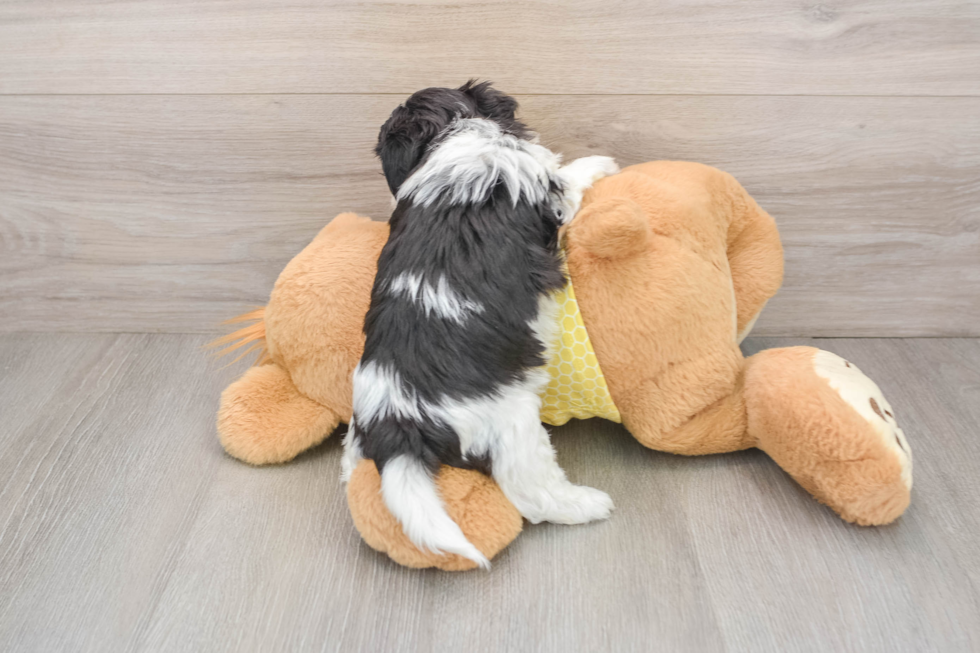 Teddy Bear Pup Being Cute