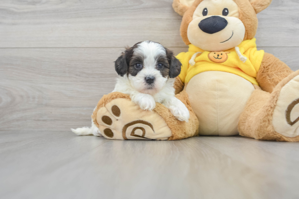 Teddy Bear Puppy for Adoption
