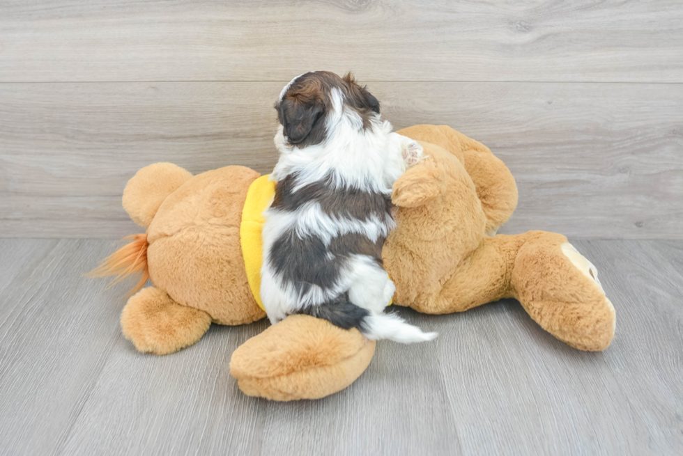 Little Shit Designer Puppy