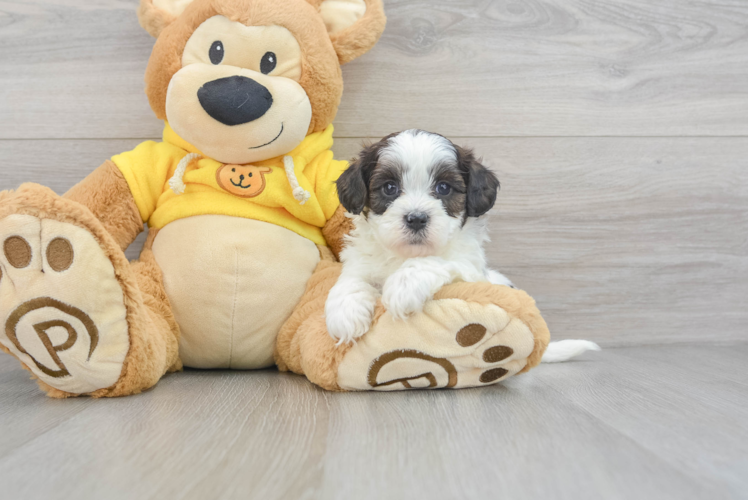 Teddy Bear Pup Being Cute