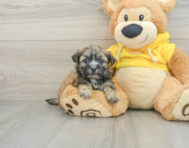 8 week old Teddy Bear Puppy For Sale - Lone Star Pups