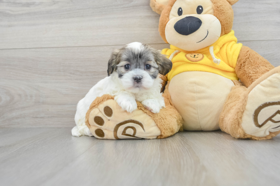 6 week old Teddy Bear Puppy For Sale - Lone Star Pups