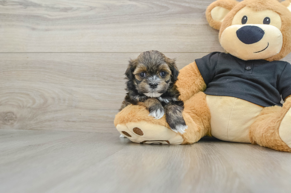 5 week old Teddy Bear Puppy For Sale - Lone Star Pups