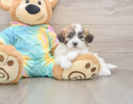 7 week old Teddy Bear Puppy For Sale - Lone Star Pups