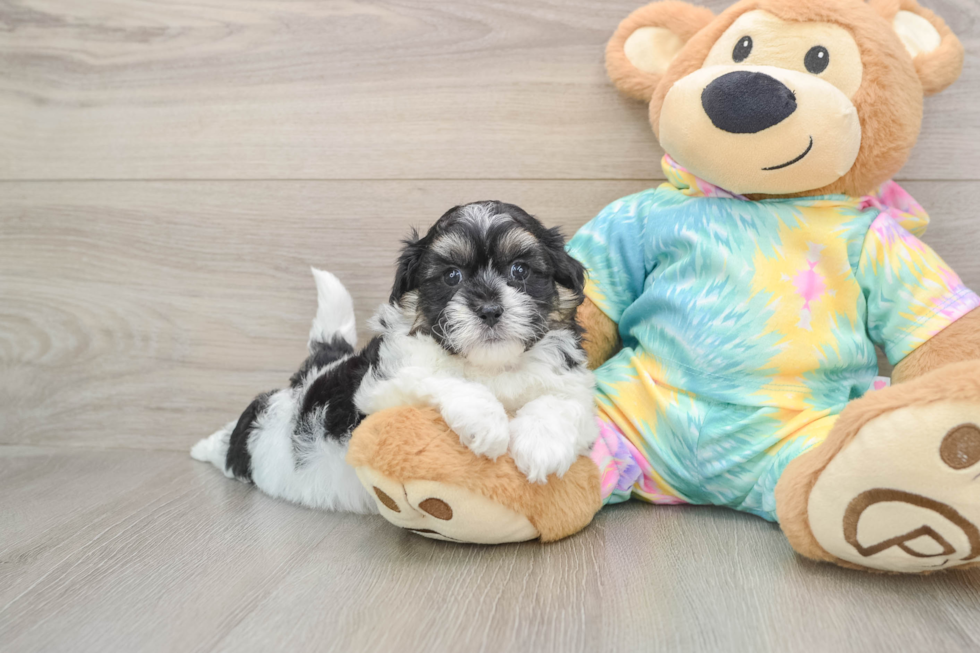 Best Teddy Bear Baby