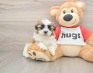 6 week old Teddy Bear Puppy For Sale - Lone Star Pups