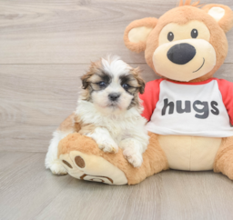 6 week old Teddy Bear Puppy For Sale - Lone Star Pups