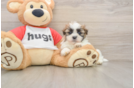 Playful Shi Chon Designer Puppy