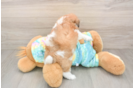 Best Teddy Bear Baby