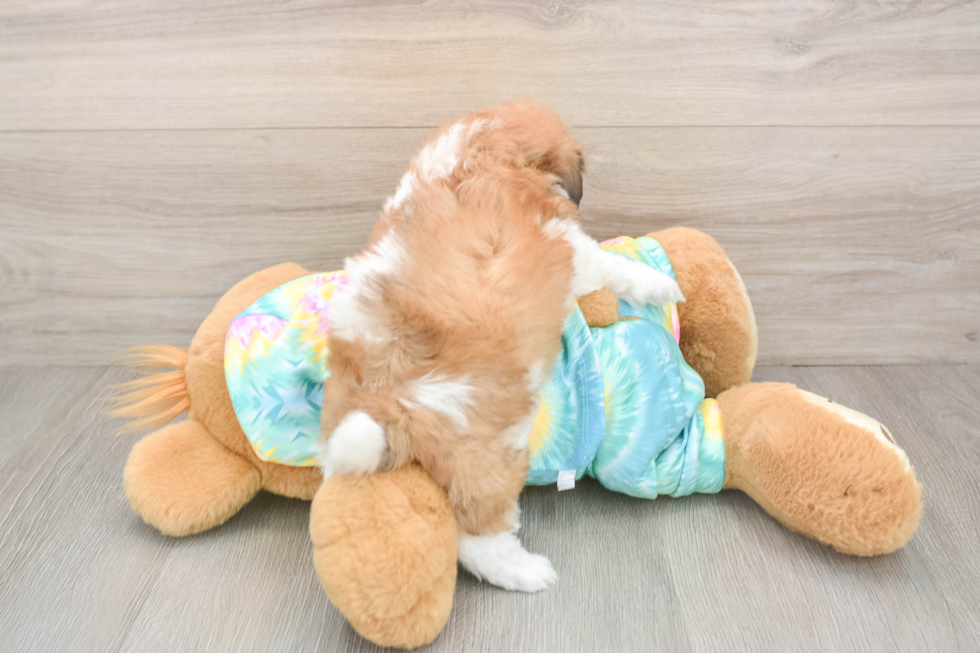 Best Teddy Bear Baby