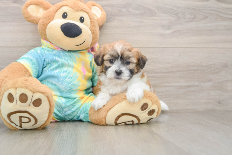 Best Teddy Bear Baby