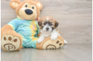 Best Teddy Bear Baby