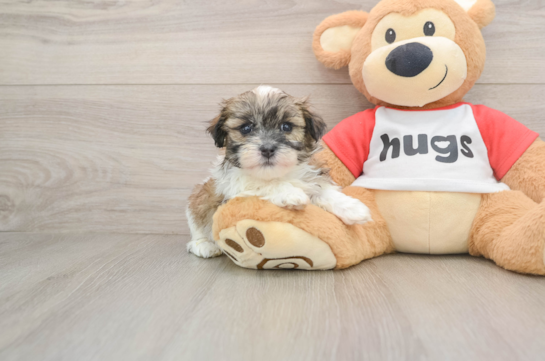 Teddy Bear Puppy for Adoption