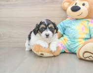 7 week old Teddy Bear Puppy For Sale - Lone Star Pups