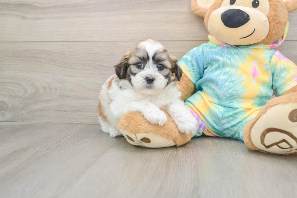 Fluffy Teddy Bear Designer Pup