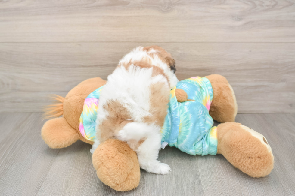 Teddy Bear Pup Being Cute