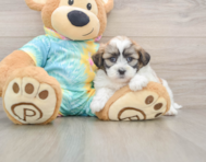 7 week old Teddy Bear Puppy For Sale - Lone Star Pups