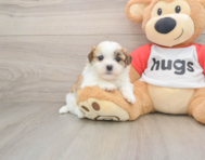 6 week old Teddy Bear Puppy For Sale - Lone Star Pups