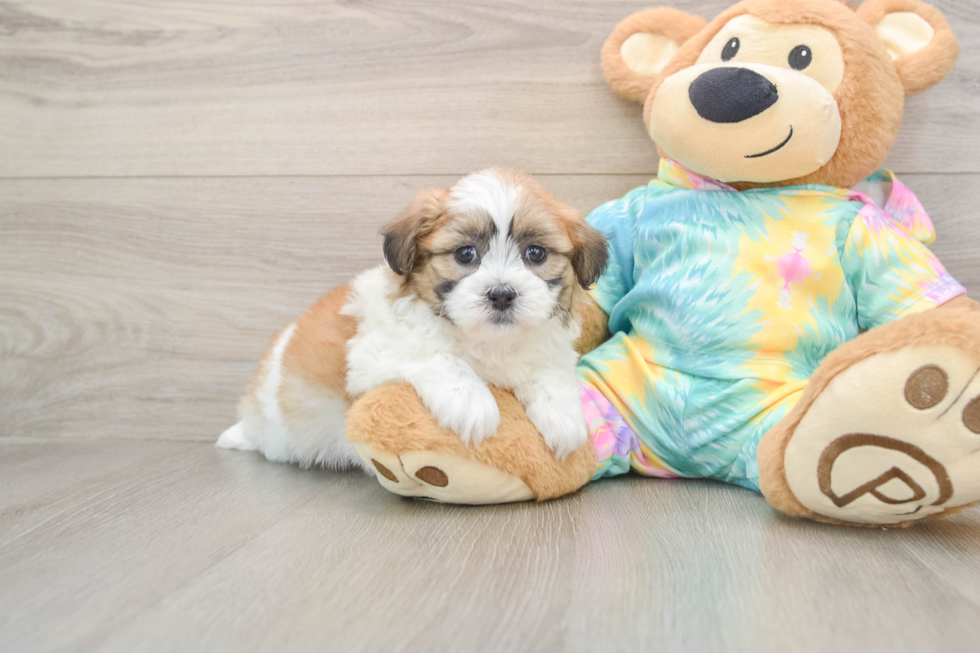 Best Teddy Bear Baby