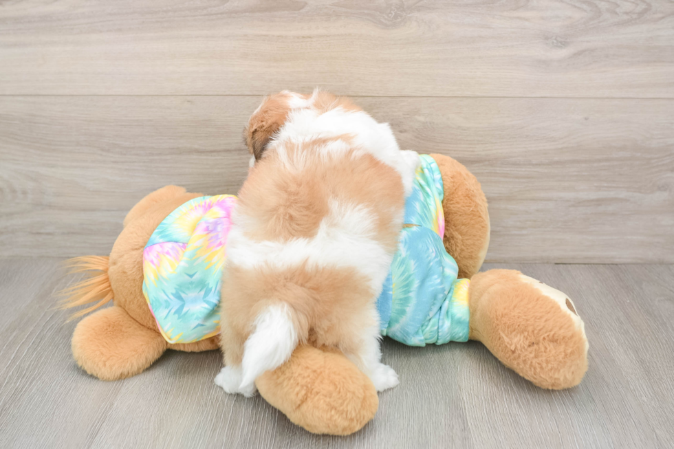 Playful Shi Chon Designer Puppy