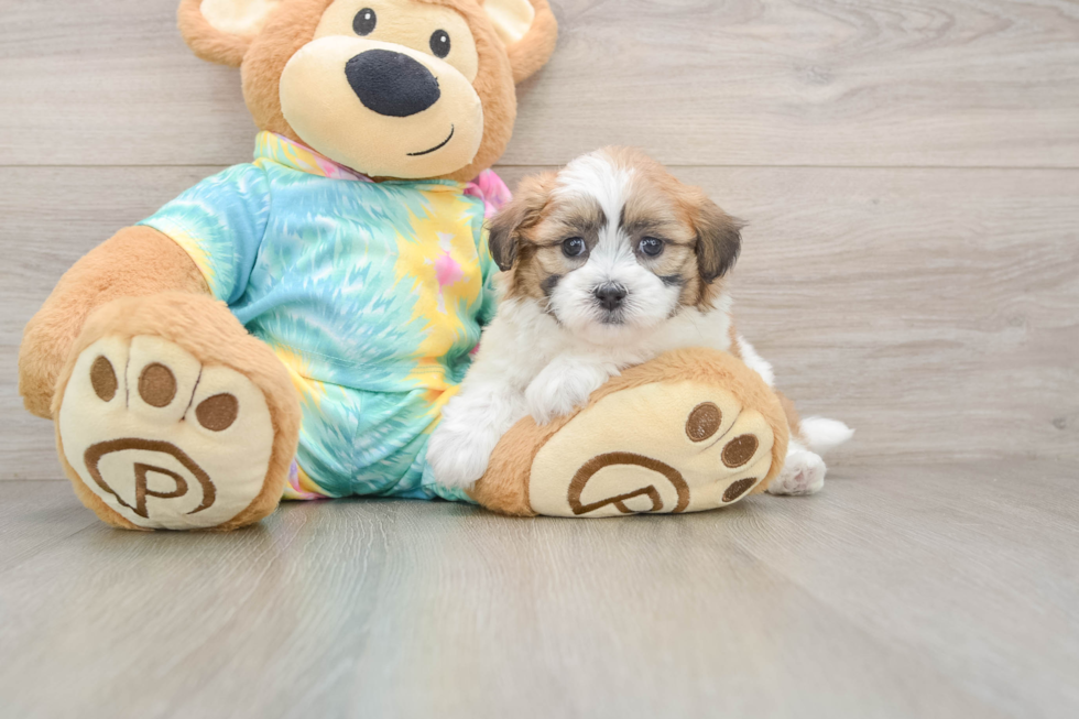 Teddy Bear Pup Being Cute