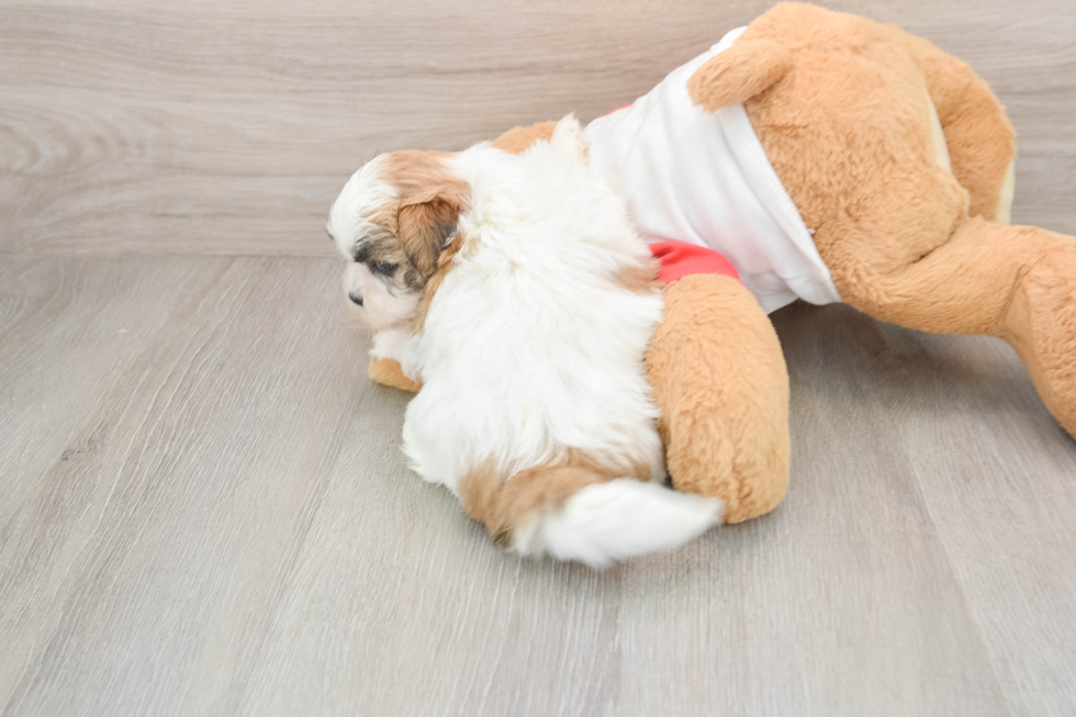 Little Shitzu Designer Puppy