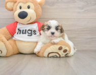 6 week old Teddy Bear Puppy For Sale - Lone Star Pups