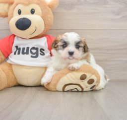 6 week old Teddy Bear Puppy For Sale - Lone Star Pups